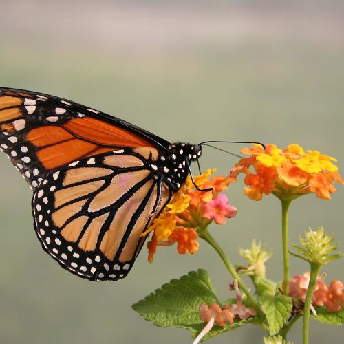 Тропическая бабочка «Монарх»