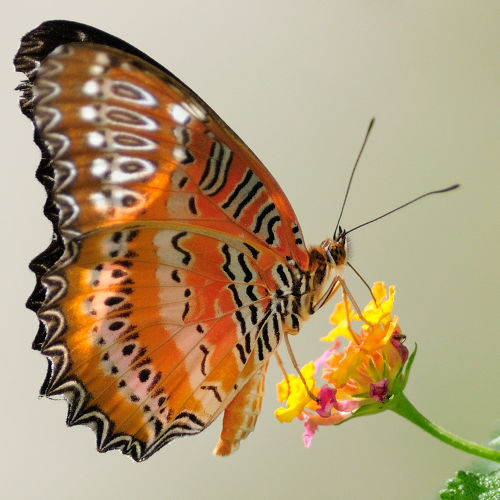 Тропическая бабочка «Златоглазка Библис»