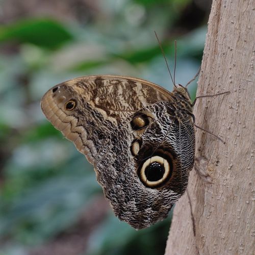 Тропическая бабочка «Калиго Атрей»