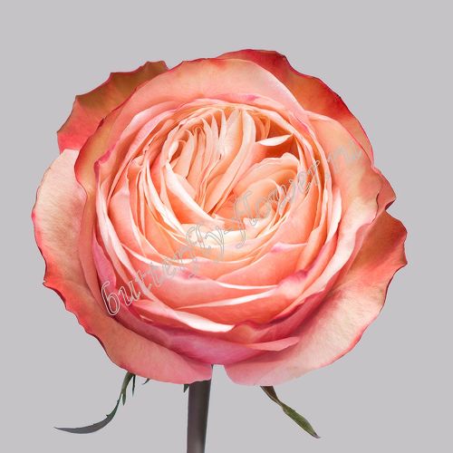 Премиум розы «Kahala»