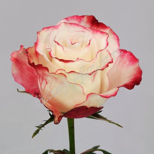 Премиум розы «Свитнесс»